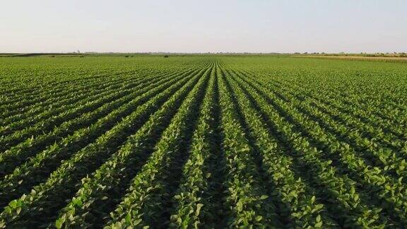 航空拍摄的绿色大豆作物农田在农业农场