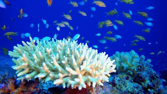 热带水下彩礁