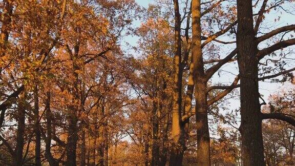 秋天公园里的胡同阳光明媚风景优美树叶小径十月