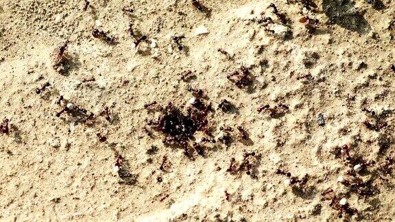 工作棕色和黑色的蚂蚁