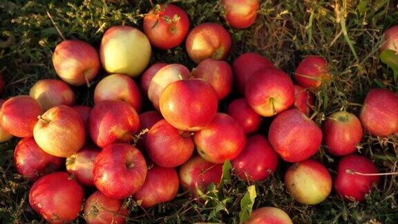 苹果丰收前视图特写镜头鲜红的、成熟的、多汁的、刚摘下来的苹果散落在草地上在阳光的照耀下有机水果有机食品苹果花园