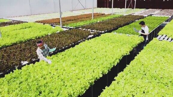 在温室里种植绿色沙拉和蔬菜园丁们精心照料有机蔬菜