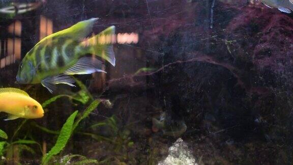 一段动物视频的特写鱼缸里的鱼金鱼透过玻璃看鱼在水里