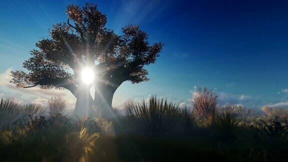 美丽的清晨阳光下的非洲猴面包树4K