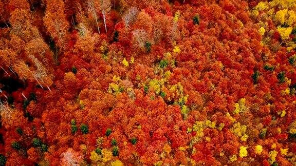 秋天在喀尔巴阡山脉茂密的红色山毛榉森林中直接飞过美丽的树梢鸟瞰图