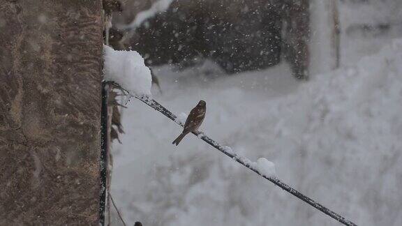 鸟儿在下雪时飞翔