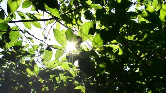 闪烁的阳光穿过茂密的绿色树叶
