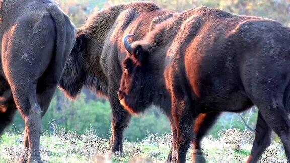 欧洲野牛野生的欧洲野牛或野野牛