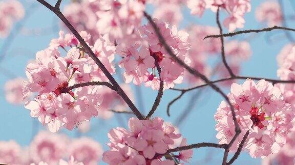 樱花树与蓝色的天空