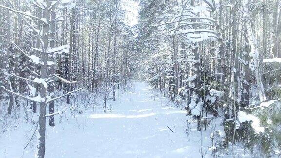空中冰冻的冬季森林茂密森林灌丛具有良好的降雪和阳光多莉变焦效果