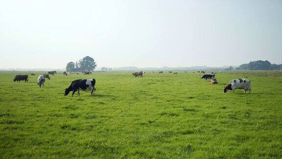 草地上的牛群