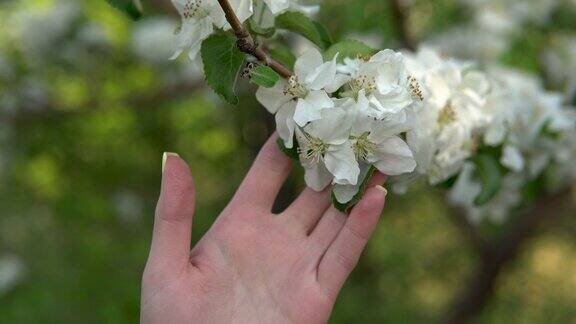 一个女人摸着一棵盛开的苹果树的树枝一个女孩的手特写