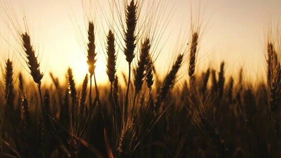 蓝色天空映衬着成熟的麦田麦穗和谷粒随风摆动谷物在夏季成熟农业经营理念环保小麦