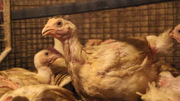 在家禽饲养场饲养四十天的肉鸡