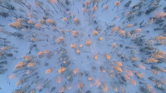 空中上下旋转:在冬季日落时云杉森林被新鲜的雪覆盖