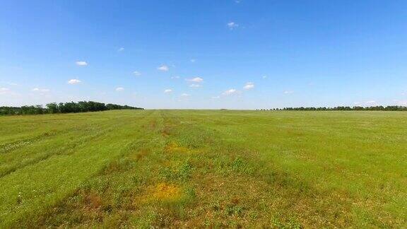 绿色田野的野花和草航拍视频无人机视角