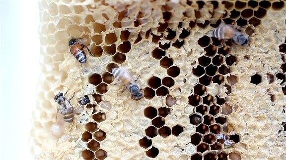 蜂房上的小蜜蜂