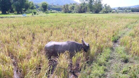 水牛在稻田里吃