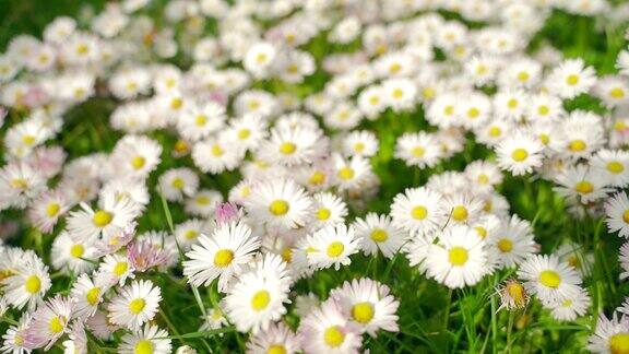 开花草地洋甘菊近距离草地与白色Bellis花近距离美丽的绿色背景开花