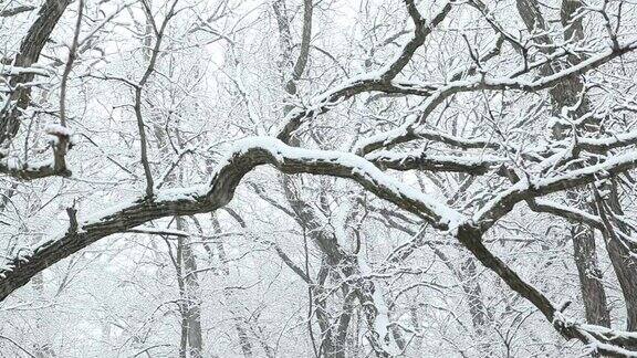 冬天橡树枝头飘落的雪