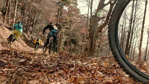 SLOMO自行车手骑着他们的山地车沿着森林小径在秋天