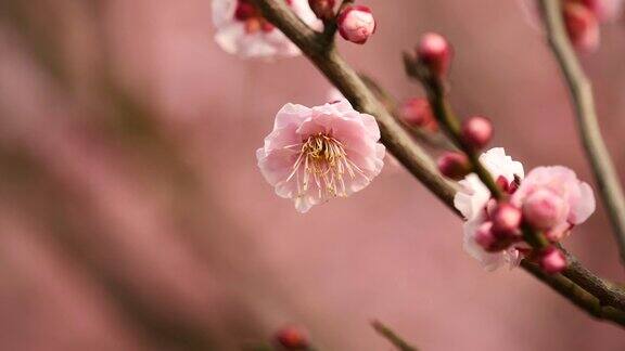 春花系列:微风中梅花朵朵近景4K电影慢镜头