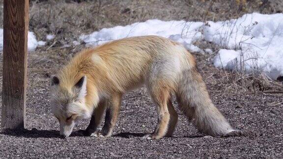 一只红狐在吃鸟食时受到惊吓