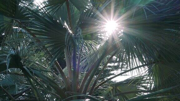阳光透过棕榈树的树枝镜头闪耀