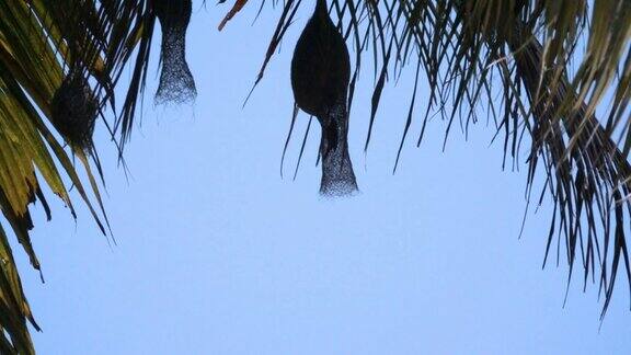 欧亚树雀飞进泰国椰子树巢的慢镜头
