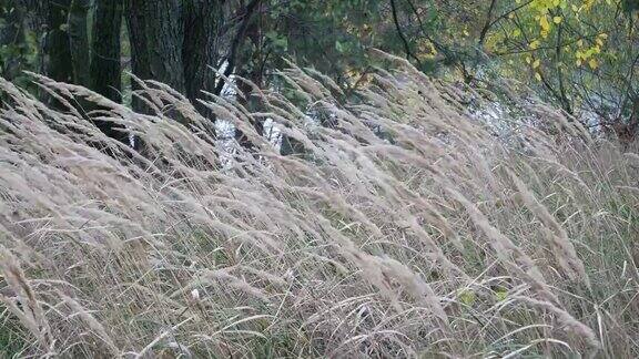 干草在风中自然景观