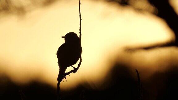 风铃鸟(风铃鸟)歌唱的鸟和太阳