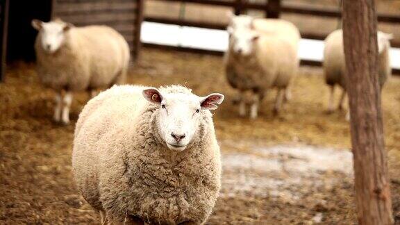 绵羊看着镜头特写农场里的绵羊