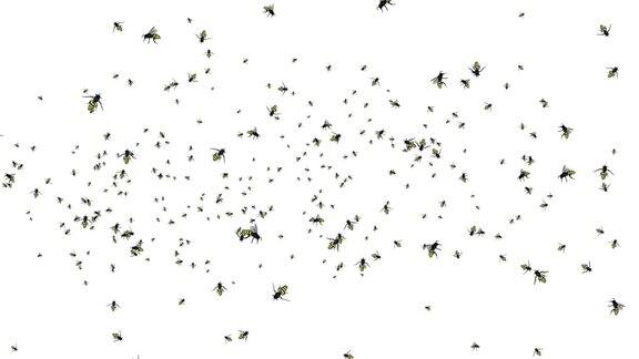 蜜蜂在黑色背景上飞行蜜蜂大黄蜂黄蜂大黄蜂绿幕背景