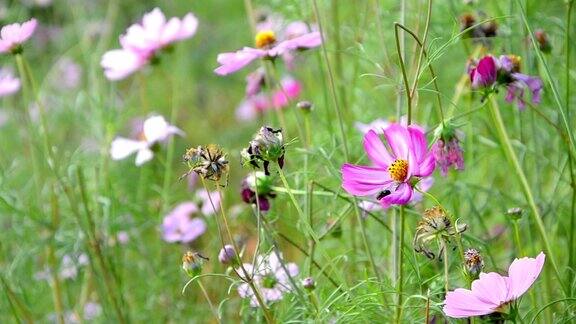 蜜蜂和粉红色的宇宙花
