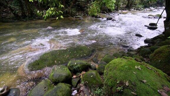 森林溪流在长满青苔的岩石旁流淌