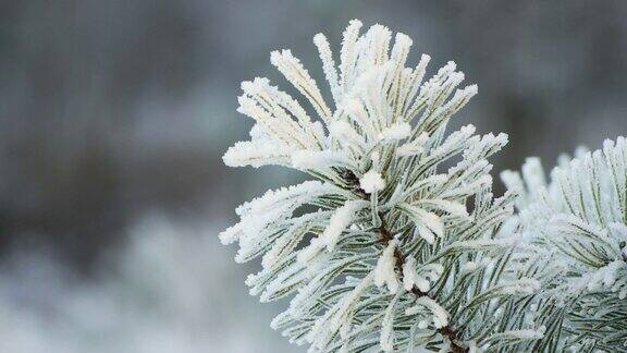 一根带绿针的树枝上结了霜