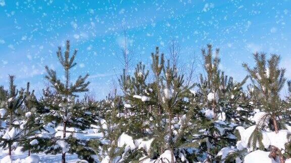 冬天的风景幼小的松树蓬松的雪花正在慢慢地飘落新年