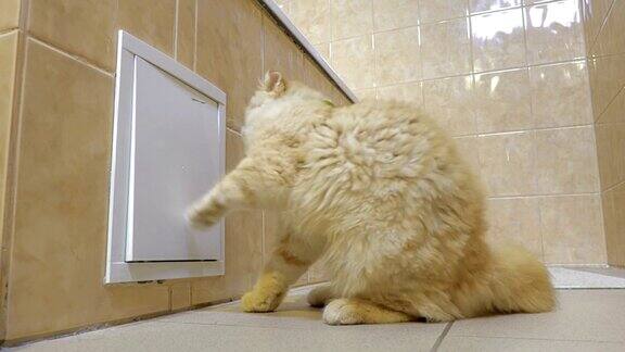 有趣的姜黄色的猫在浴室玩