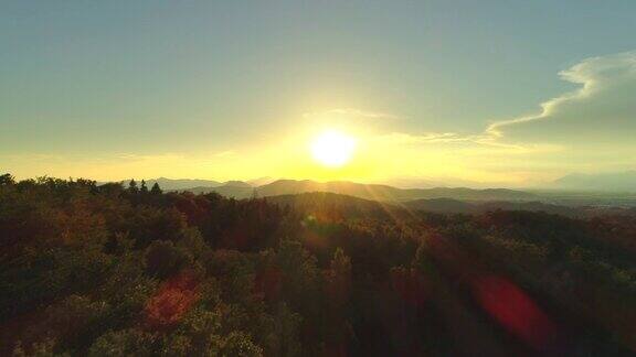 空中镜头:在金色夕阳的照耀下飞过美丽的森林树梢