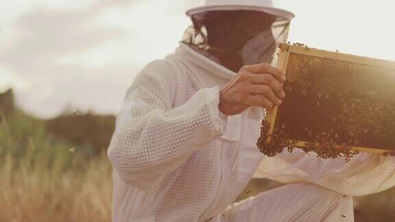 在日落时收获蜂蜜