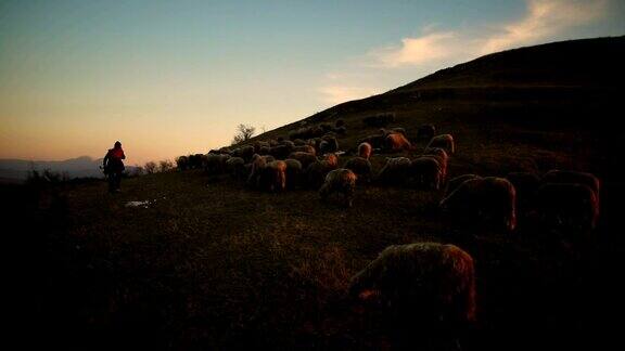 暮色中一群羊和牧羊女在山上吃草