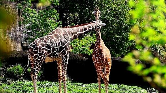 肯尼亚的两只长颈鹿