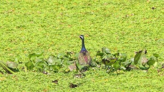 铜翅水雉在湿地觅食