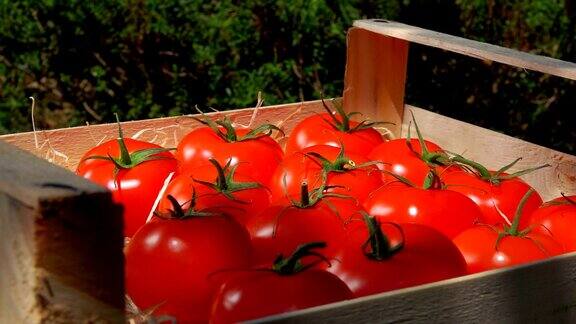 在一个阳光明媚的日子里女性的手把成熟多汁的红色番茄放在一个木盒子里