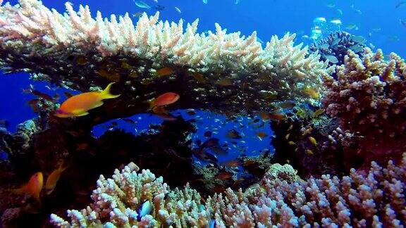 彩色鱼与桌珊瑚和潜水员气泡