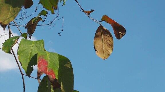 干燥的树叶和蔚蓝的天空