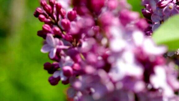 紫色盛开的丁香花