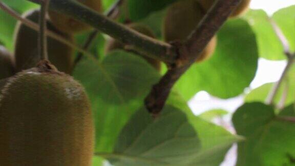 猕猴桃在我的猕猴桃树上