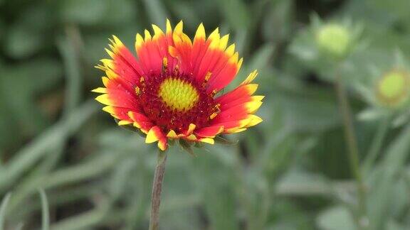 天人菊属植物花(拉丁语雨后天人菊属植物)