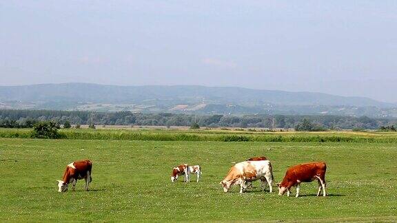 奶牛和小牛在牧场景观春季